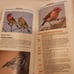 Birds of Alabama Identification Book [C-8]