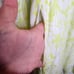 5X 28W Torrid Yellow Floral Empire Waist Gauze Skater Dress Lined Mini Stretch W