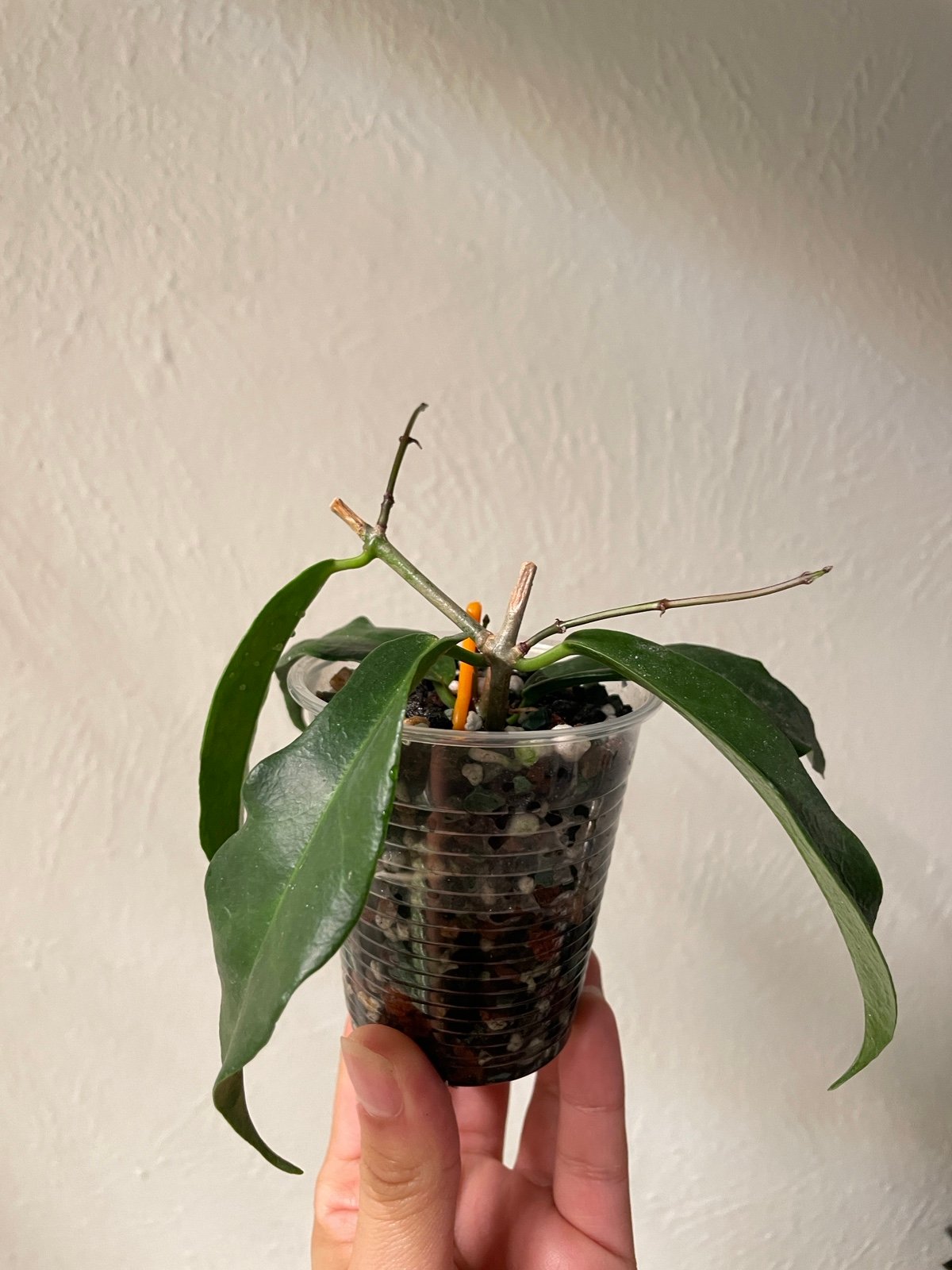 Hoya chlorantha lightly rooted