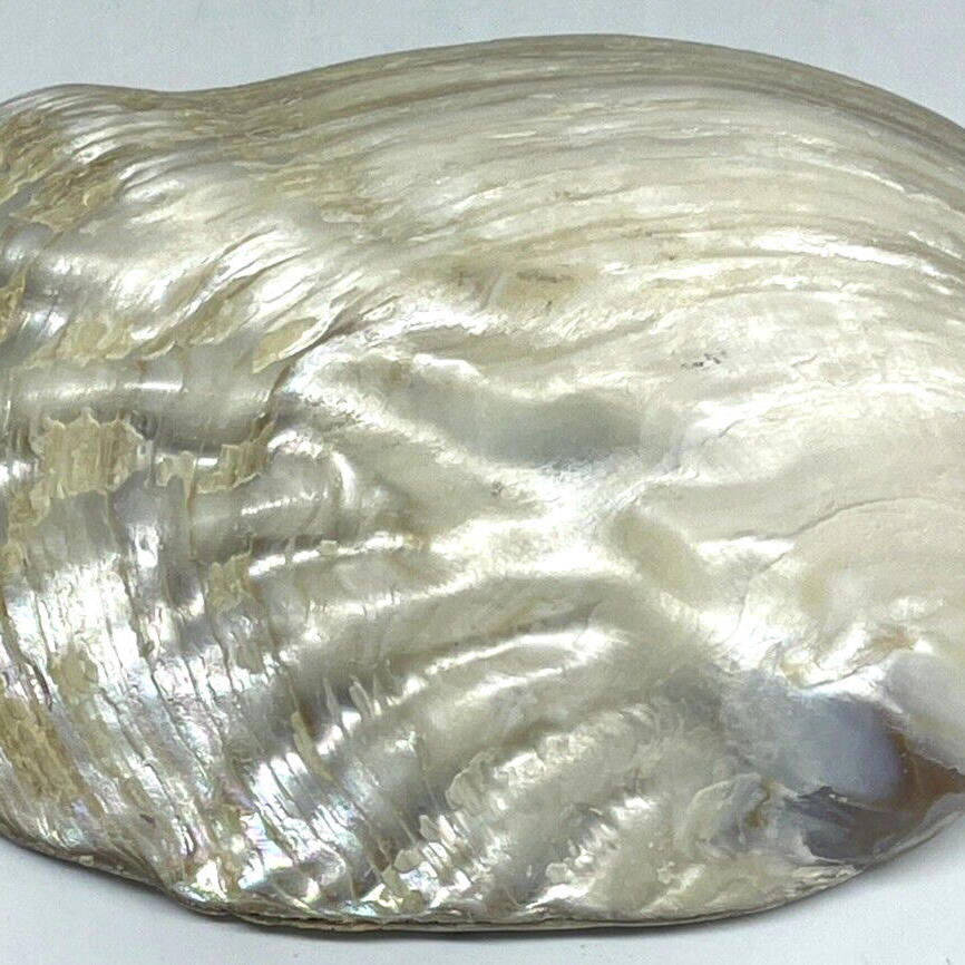 Natural Abalone Mother of Pearl Sea Shell Trinket Dish 5.5 Length