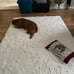 Shaggy Rug Area Rugs for Living Room, Anti-Skid Extra Comfy 2x3 White