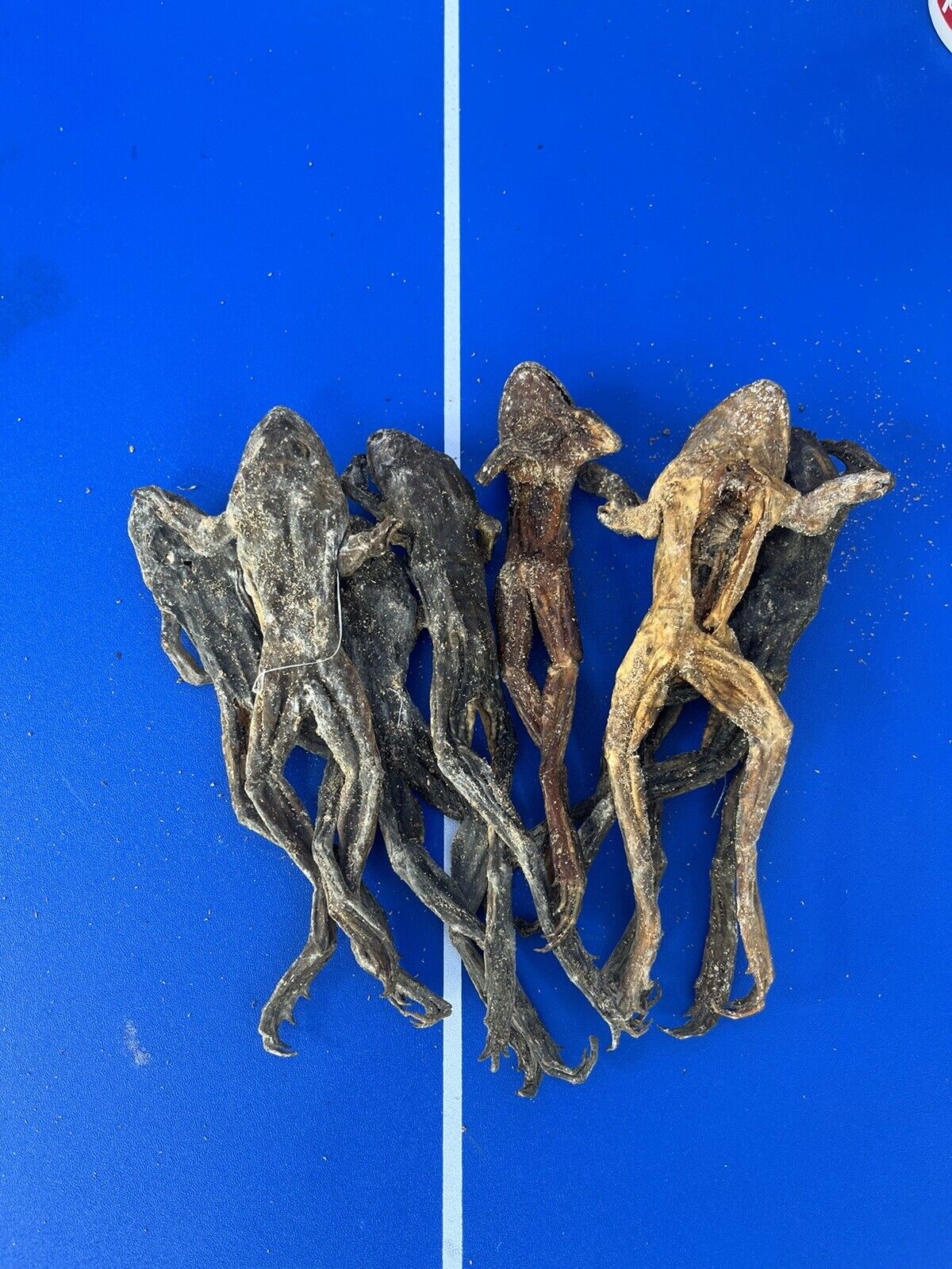 2x Real Bull Frog Large Big African Head rare Dry Konko Ori Otura Oriko Year