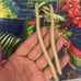 Vintage 90s Polo By Ralph Lauren Swim Trunks Floral Parrots Men’s Size 34 Large
