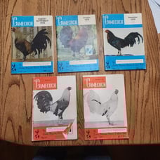 The Gamecock