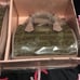 Juicy Couture mommy and me satchel in gift box