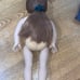 American Girl Doll Felicity Pleasent Company