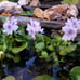 Water hyacinthsx 20+