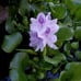 Water hyacinthsx 20+