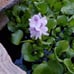 Water hyacinthsx 20+