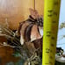 Beautiful!! 44” Glimmer XL Stand & Gold Poinsetas Arrangement