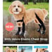 Dog boot leggings (shoes)