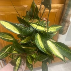 RARE HOYA MACROPHYLLA VERIEGATED 'POT OF GOLD' IN 6 POT (XL).