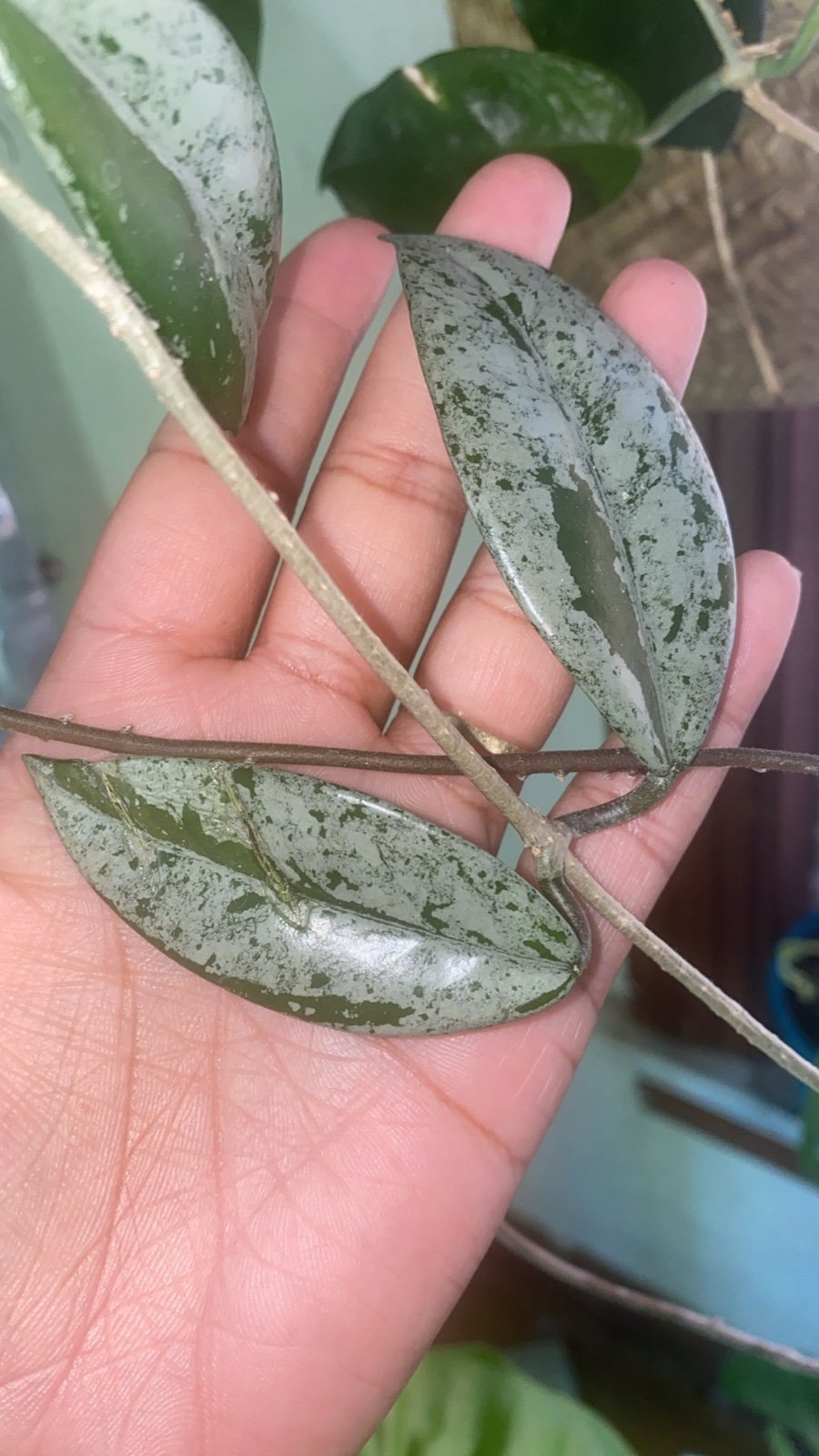 Hoya Wilbur Graves “China”
