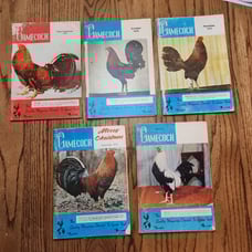 The Gamecock