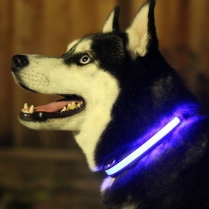Large HALO Dog Collar LED Safety Gear