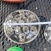 4 Vintage metal glass, frogs flower holder pins