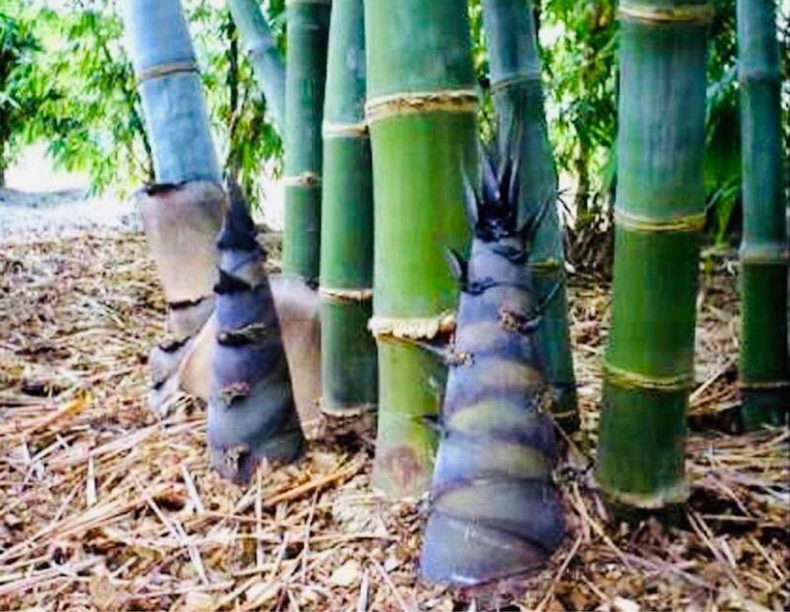 Dendrocalamus Giant bamboo in 5 gallons pot- don’t ship to CA.