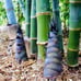 Dendrocalamus Giant bamboo in 5 gallons pot- don’t ship to CA.