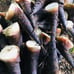 Dendrocalamus Giant bamboo in 5 gallons pot- don’t ship to CA.