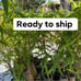 Dendrocalamus Giant bamboo in 5 gallons pot- don’t ship to CA.