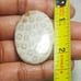Fossil Coral Natural Gemstone Cabochon