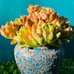 Korean Succulent old trunk live Rooted, get 2 free Succulents