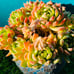 Korean Succulent old trunk live Rooted, get 2 free Succulents