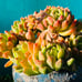 Korean Succulent old trunk live Rooted, get 2 free Succulents