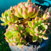 Korean Succulent old trunk live Rooted, get 2 free Succulents