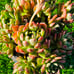 Korean Succulent old trunk live Rooted, get 2 free Succulents