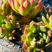 Korean Succulent old trunk live Rooted, get 2 free Succulents