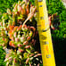 Korean Succulent old trunk live Rooted, get 2 free Succulents