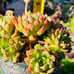 Korean Succulent old trunk live Rooted, get 2 free Succulents