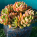Korean Succulent old trunk live Rooted, get 2 free Succulents