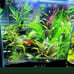 Live Aquarium Plants Bundle~Beginner's Plant Combo~7 Plants