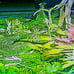 Live Aquarium Plants Bundle~Beginner's Plant Combo~7 Plants
