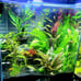 Live Aquarium Plants Bundle~Beginner's Plant Combo~7 Plants