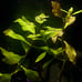 Live Aquarium Plants Bundle~Beginner's Plant Combo~7 Plants