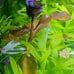 Live Aquarium Plants Bundle~Beginner's Plant Combo~7 Plants