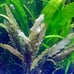 Live Aquarium Plants Bundle~Beginner's Plant Combo~7 Plants