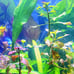 Live Aquarium Plants Bundle~Beginner's Plant Combo~7 Plants