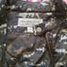Michael Kors Jacket