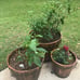 NEW Set of 3 Wood Barrel Garden Planters, Bucket Planters with Drainage Holes