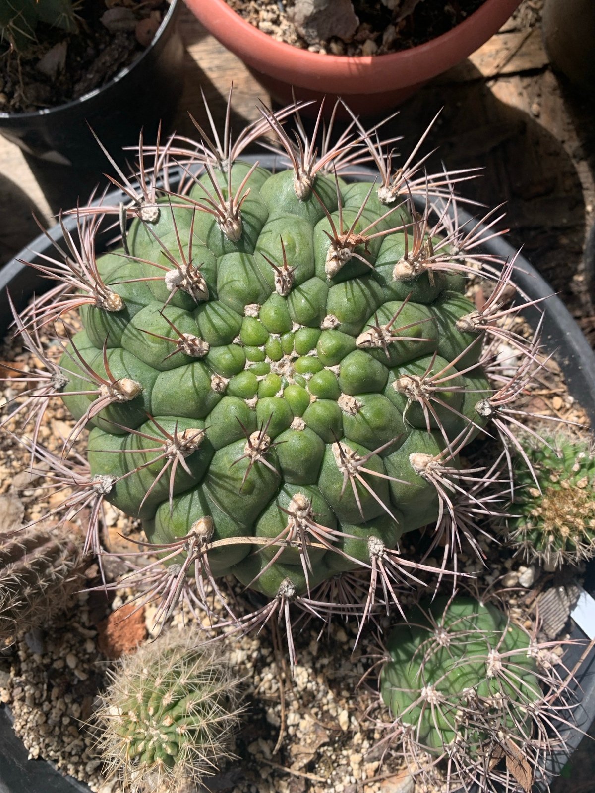 Cactus