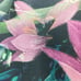 Neon Flowers Yoga Exercise Mat 72 x 24