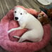 Cozy and Comfy Pet Dog Bed - All Seasons Paw Shape Warm Dog Bed Cushion for pet