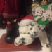 Vintage Father Christmas w/ Dalmatian