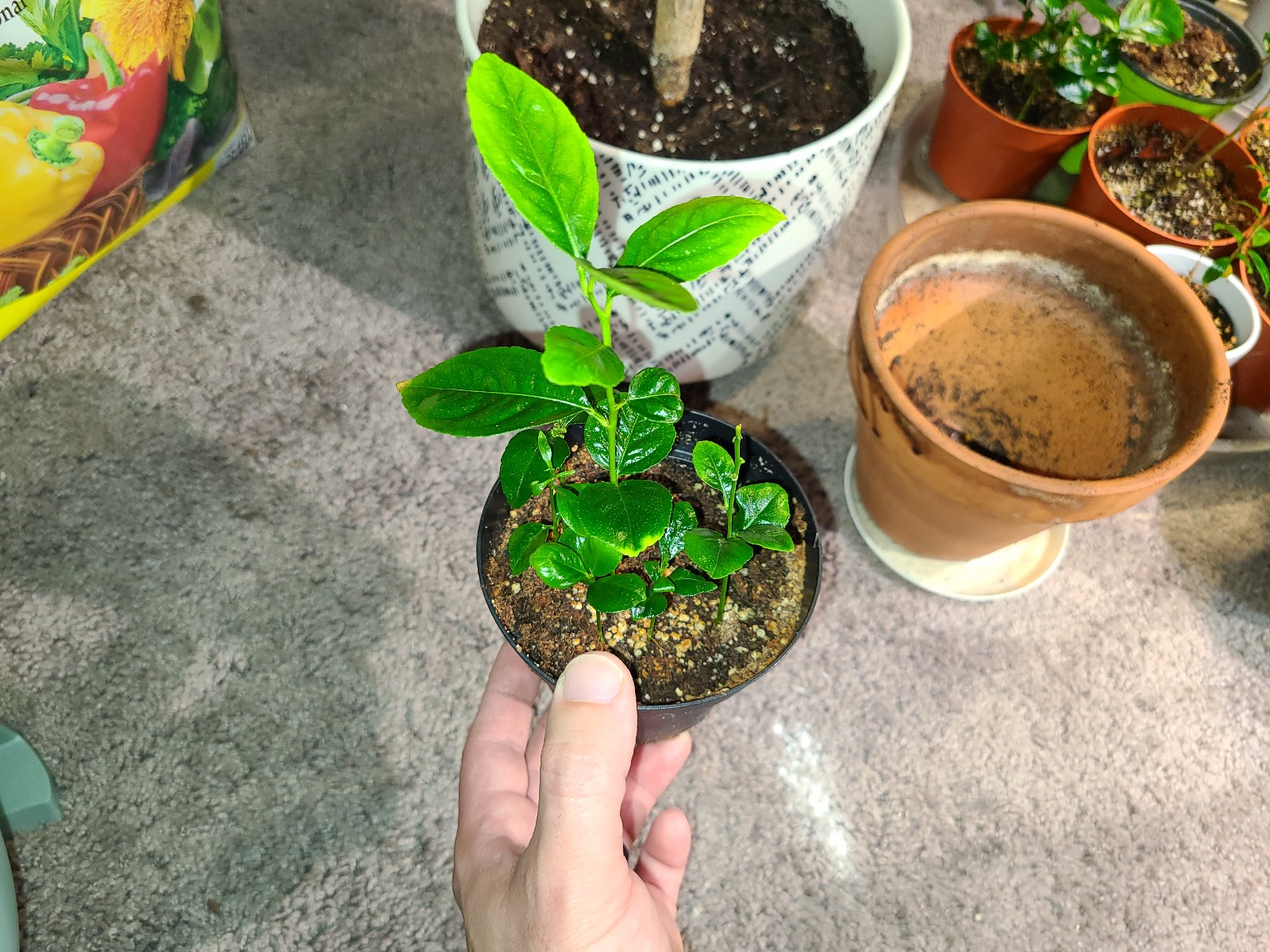 Lemon tree