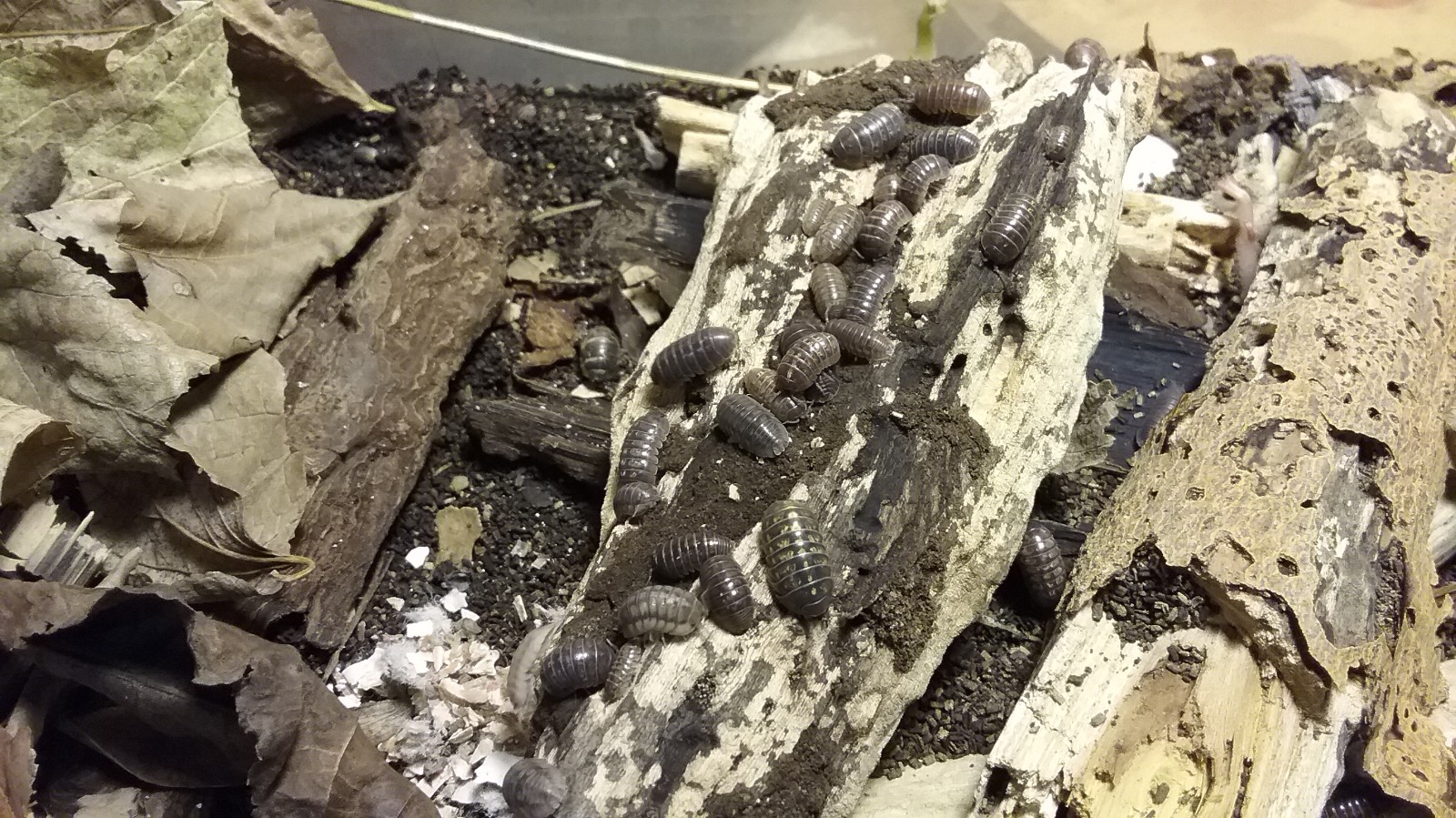 100 Live ISOPODS (For Reptile enclosures & Terrariums) - Mix of Adult & Young