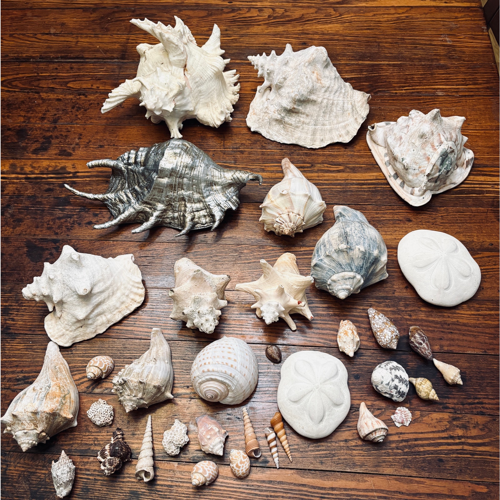 Seashells Mix Assorted Sea Shells Beach Home Decor Nautical Aquarium 20+ lbs